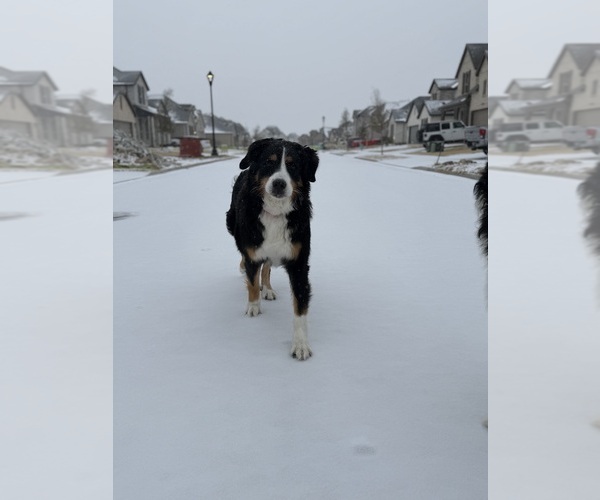 Medium Photo #1 Great Bernese Puppy For Sale in HASLET, TX, USA