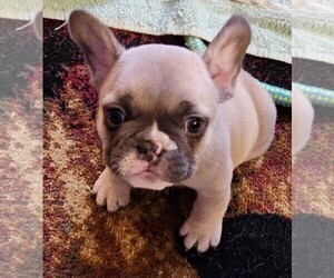 Boston Terrier Puppy for sale in GREENWICH, OH, USA