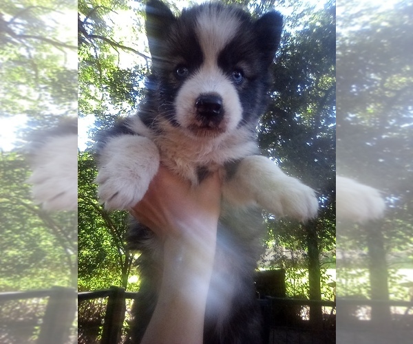 Medium Photo #1 Siberian Husky Puppy For Sale in FLORENCE, SC, USA