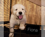 Small Photo #13 English Cream Golden Retriever Puppy For Sale in BEREA, KY, USA