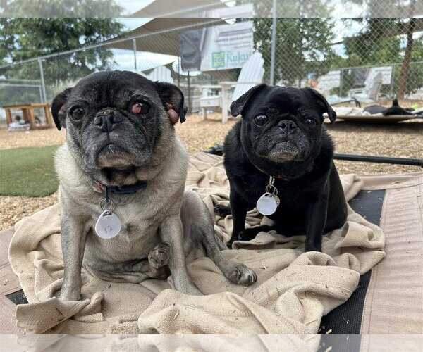 Medium Photo #2 Pug Puppy For Sale in  Ramona, CA, USA