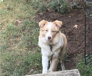 Miniature Australian Shepherd Puppy for sale in GRAND RAPIDS, MI, USA