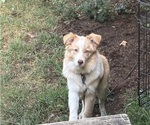 Small Miniature Australian Shepherd