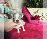 Small Photo #2 Chihuahua Puppy For Sale in TRACY, CA, USA