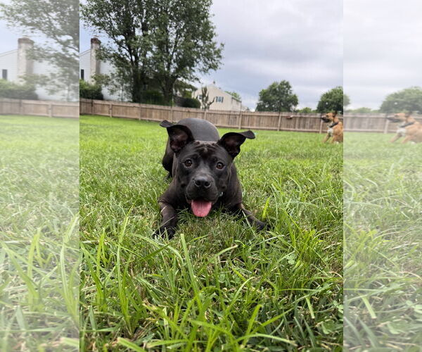 Medium Photo #6 Mutt Puppy For Sale in Doylestown, PA, USA