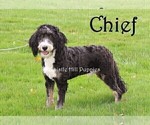 Small Photo #1 Miniature Bernedoodle Puppy For Sale in DENVER, PA, USA