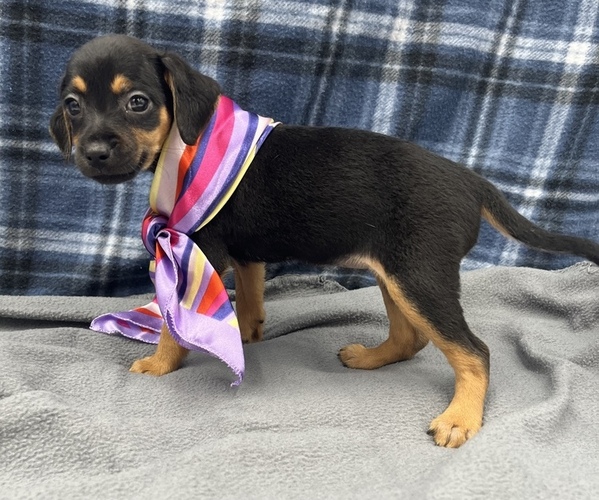 Medium Photo #1 Beagle-Chihuahua Mix Puppy For Sale in SAINT AUGUSTINE, FL, USA
