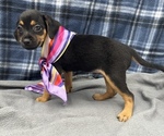 Small Photo #1 Beagle-Chihuahua Mix Puppy For Sale in SAINT AUGUSTINE, FL, USA