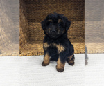 Puppy Autumn Bernedoodle (Miniature)
