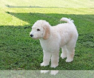 Goldendoodle Puppy for sale in DEMOREST, GA, USA