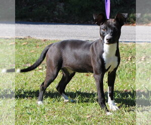 Ziggy 44455 - Female Mutt Dog for Adoption - Photo #2