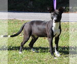Small Photo #2 Mutt Puppy For Sale in Prattville, AL, USA