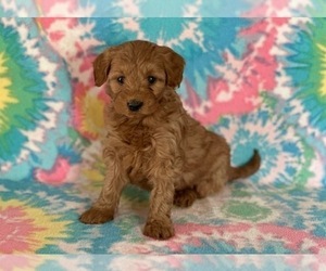 Goldendoodle (Miniature) Puppy for sale in LANCASTER, PA, USA