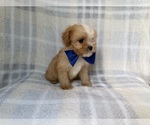Small #1 Cavapoo