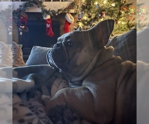 Father of the French Bulldog puppies born on 11/24/2024