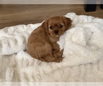 Small Cavalier King Charles Spaniel