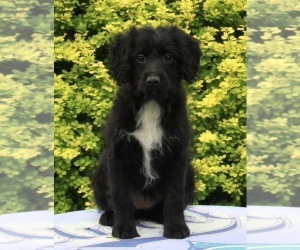 Medium Photo #1 Aussie-Poo Puppy For Sale in FREDERICKSBURG, OH, USA