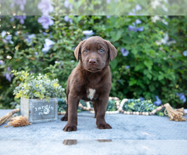 Medium Photo #2 Labrador Retriever Puppy For Sale in BLUFFTON, IN, USA