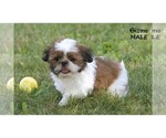 Small #2 Shih Tzu