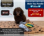Small #1 Poodle (Toy)