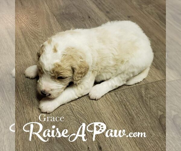 Medium Photo #3 Goldendoodle-Poodle (Standard) Mix Puppy For Sale in OVERGAARD, AZ, USA