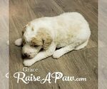 Small Photo #3 Goldendoodle-Poodle (Standard) Mix Puppy For Sale in OVERGAARD, AZ, USA
