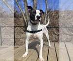 Small #12 Pointer Mix