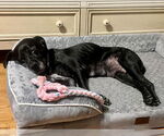 Small #23 Boxer Mix