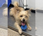 Small #1 Shih Tzu Mix
