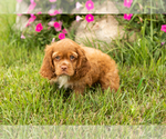 Small #4 Cocker Spaniel