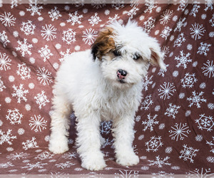Saint Berdoodle Puppy for sale in WAKARUSA, IN, USA