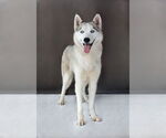 Small #1 Siberian Husky