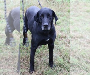 Reesaw - Female Great Dane-Unknown Mix Dog for Adoption - Photo #4
