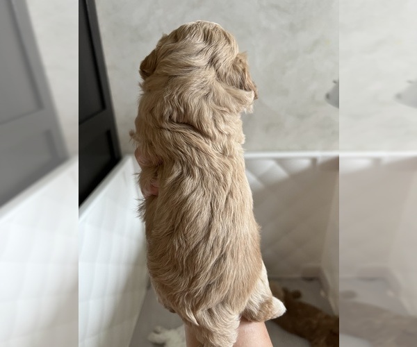 Medium Photo #6 Poodle (Toy) Puppy For Sale in MOUNT SOLON, VA, USA