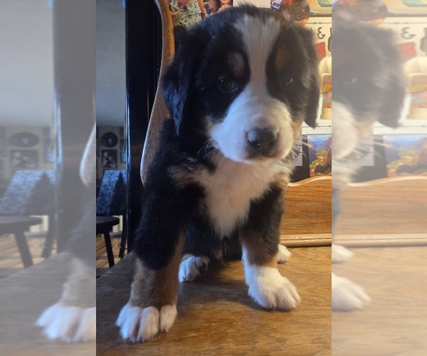 Medium Photo #15 Bernese Mountain Dog Puppy For Sale in HILLSBORO, OH, USA