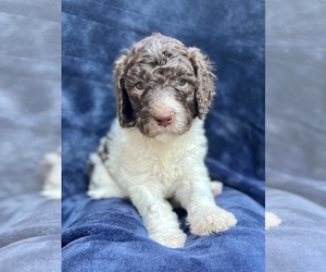 Poodle (Standard) Puppy for Sale in SAN ANTONIO, Texas USA