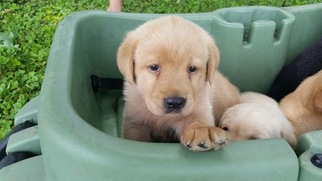 Labrador Retriever Puppy for sale in JASPER, IN, USA