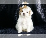 Small Photo #130 Maltipoo (Miniature) Puppy For Sale in WARSAW, IN, USA