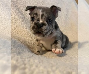 French Bulldog Puppy for sale in FLORENCE, SC, USA