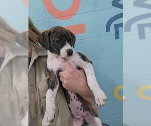 Beagle-Unknown Mix Dogs for adoption in Temple, TX, USA