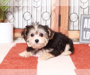 Yo-Chon Puppy for sale in NAPLES, FL, USA