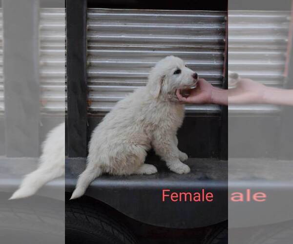 Medium Photo #5 Great Pyrenees Puppy For Sale in PERALTA, NM, USA