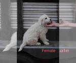 Small Photo #5 Great Pyrenees Puppy For Sale in PERALTA, NM, USA