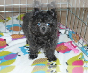 Yoranian Puppy for sale in ORO VALLEY, AZ, USA