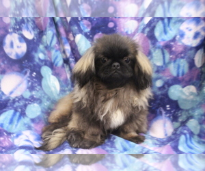 Pekingese Puppy for Sale in JOICE, Iowa USA