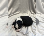 Small Photo #17 Miniature Australian Shepherd Puppy For Sale in ARDMORE, OK, USA
