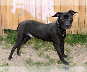 American Pit Bull Terrier Dogs for adoption in West Valley, UT, USA