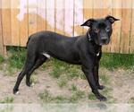 Small American Pit Bull Terrier