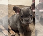 Small Photo #4 French Bulldog Puppy For Sale in HILTON, NY, USA
