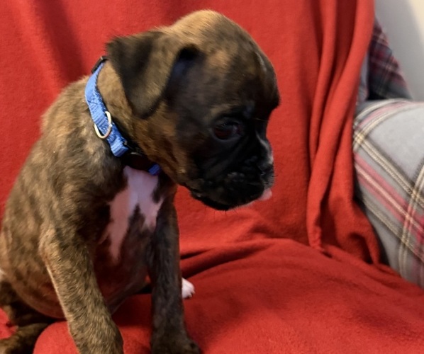 Medium Photo #7 Boxer Puppy For Sale in LANSING, MI, USA